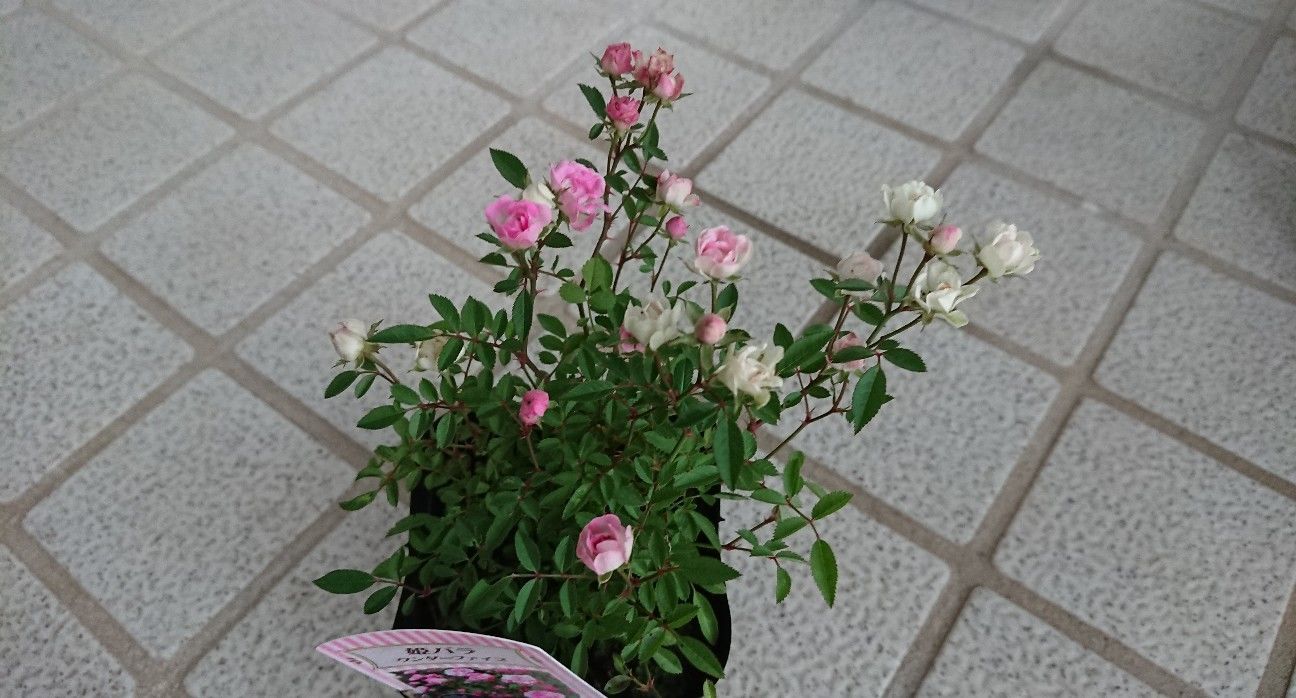 f:id:ninasimone:20191023225300j:image