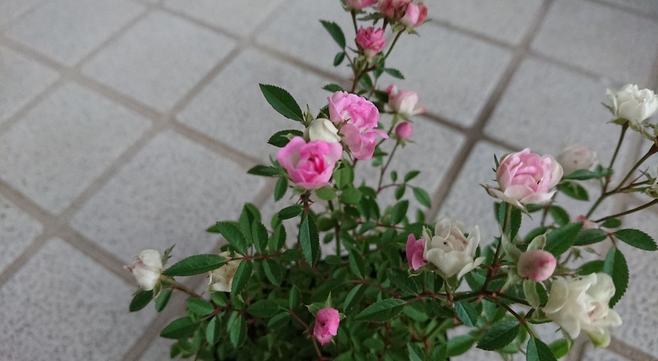 f:id:ninasimone:20191023225313j:image
