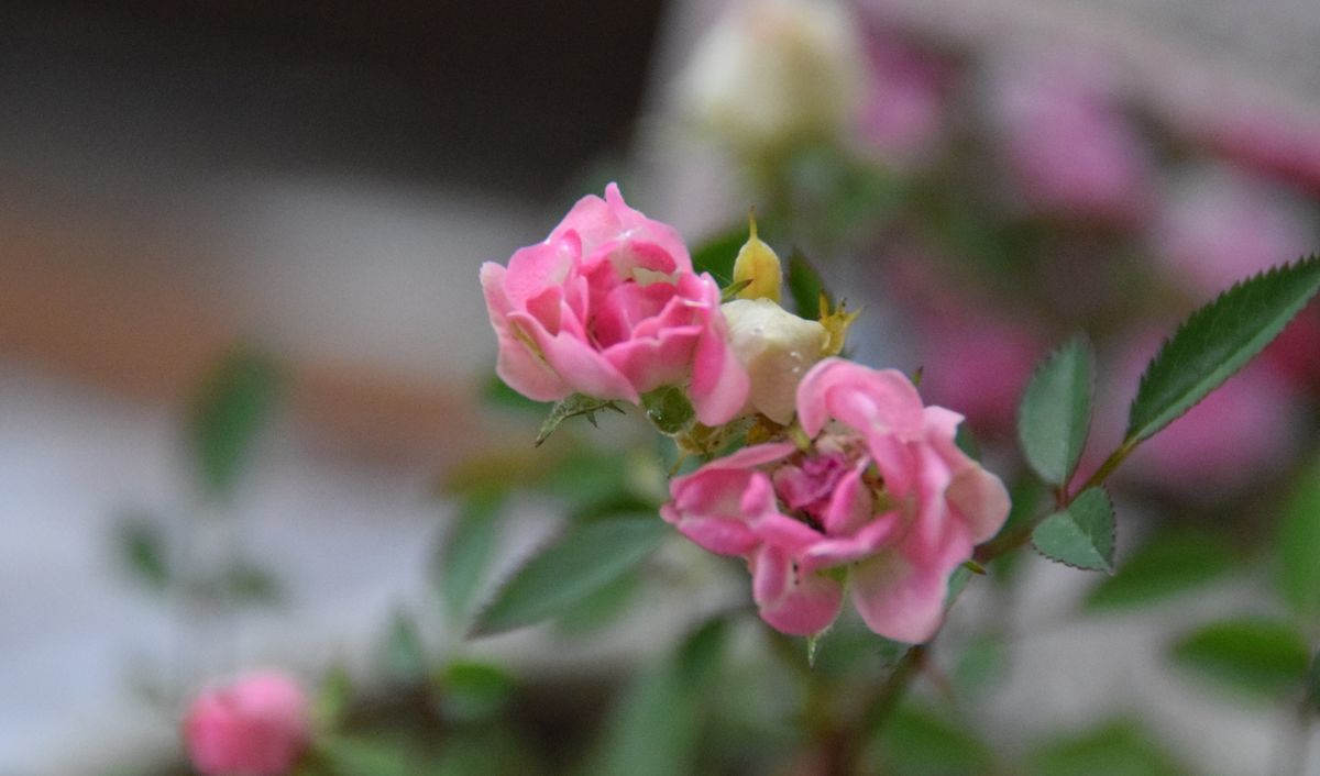 f:id:ninasimone:20191024175853j:plain