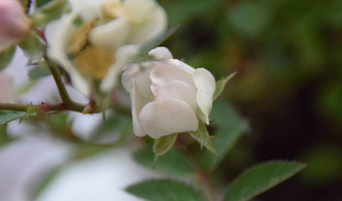 f:id:ninasimone:20191024175953j:plain