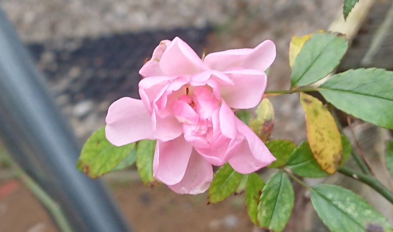 f:id:ninasimone:20191224180348j:image