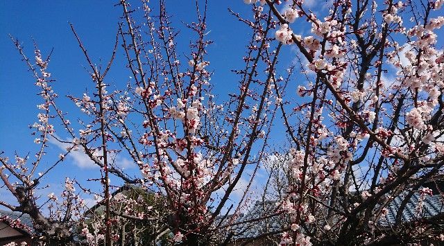 梅の花が きれいに咲いていますよね プラムっていうんスか英語で この曲が心地よい