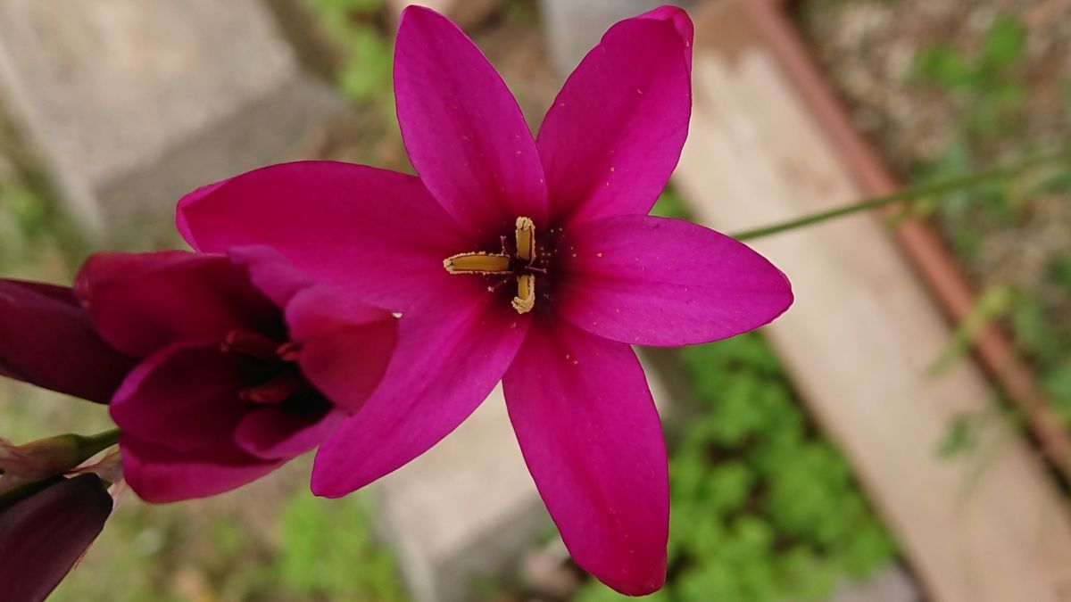 f:id:ninasimone:20200511173800j:plain