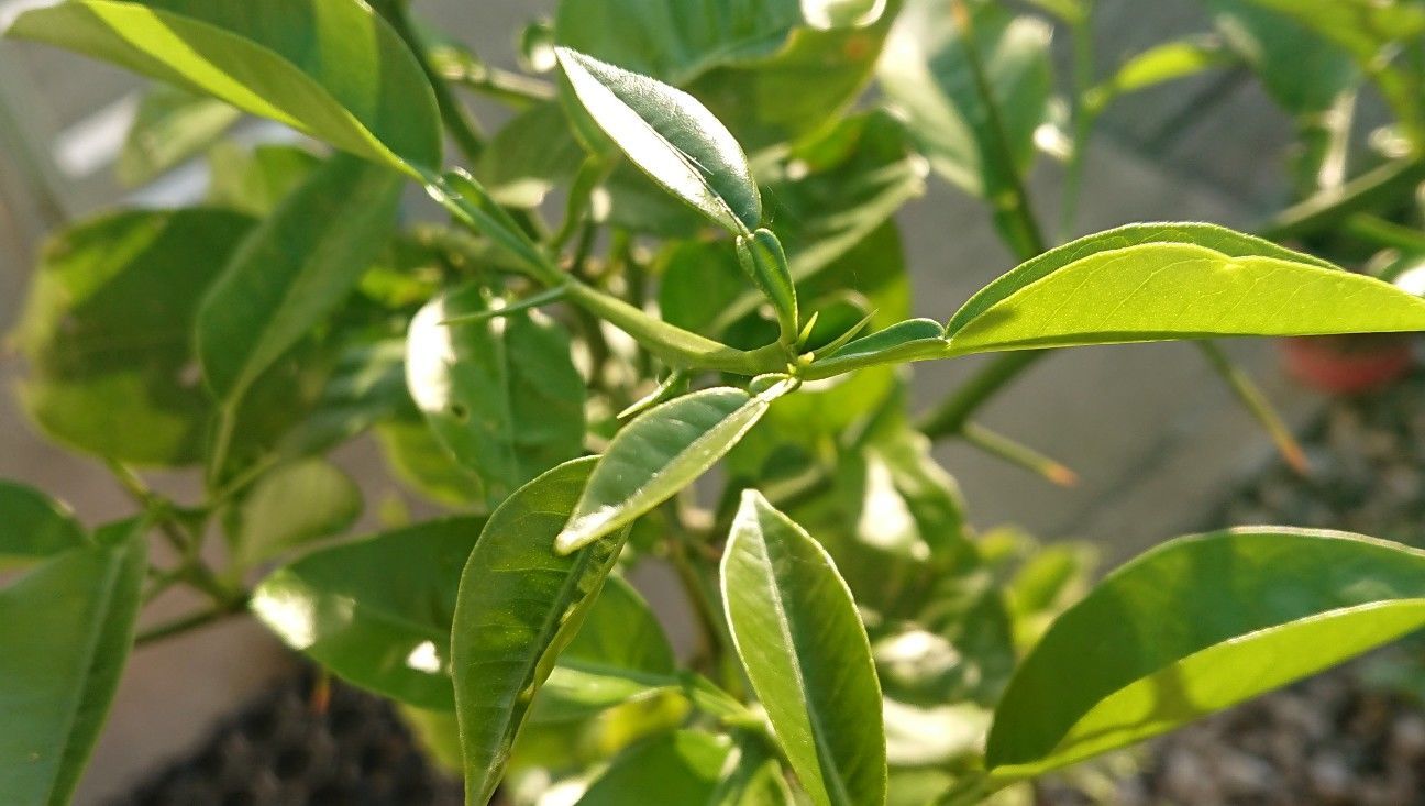 f:id:ninasimone:20200523182017j:image f:id:ninasimone:20200523182017j:image