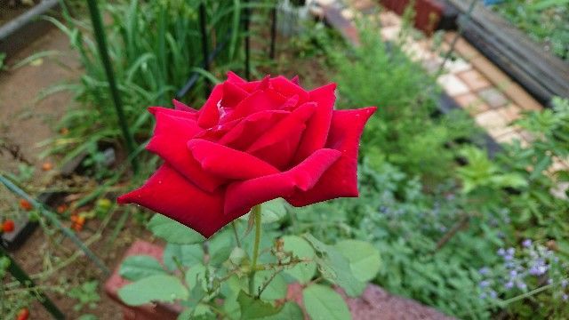 f:id:ninasimone:20200728213802j:image f:id:ninasimone:20200728213802j:image
