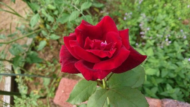 f:id:ninasimone:20200728214001j:image f:id:ninasimone:20200728214001j:image
