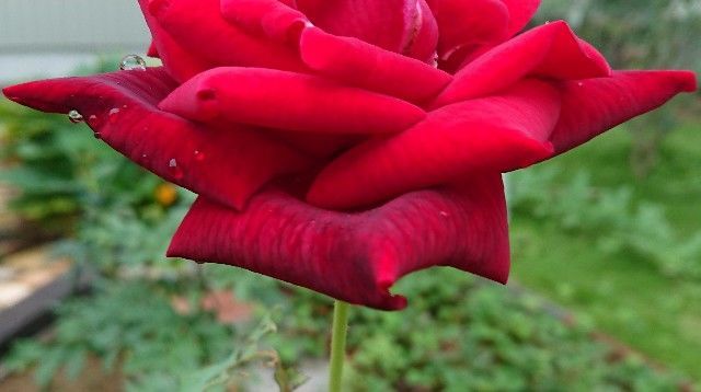 f:id:ninasimone:20200728214303j:image f:id:ninasimone:20200728214303j:image