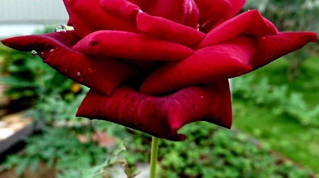 f:id:ninasimone:20200731085438j:image f:id:ninasimone:20200731085438j:image