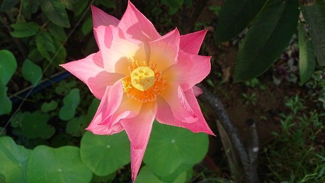f:id:ninasimone:20200817070422j:image