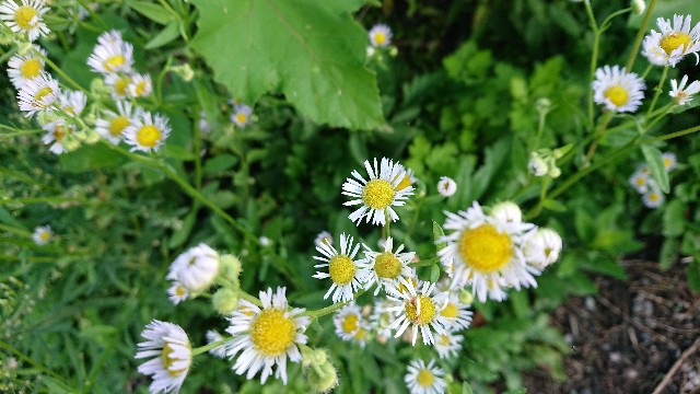 f:id:ninasimone:20201002142311j:image