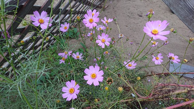 f:id:ninasimone:20201022072023j:image f:id:ninasimone:20201022072023j:image