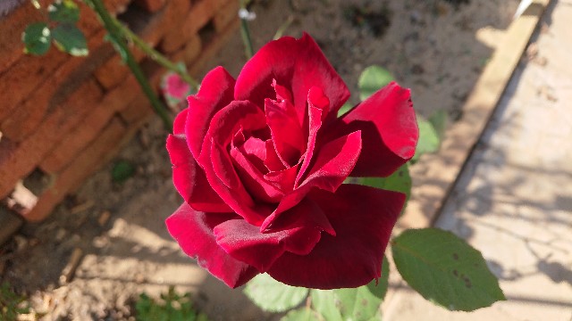 f:id:ninasimone:20201023224919j:image