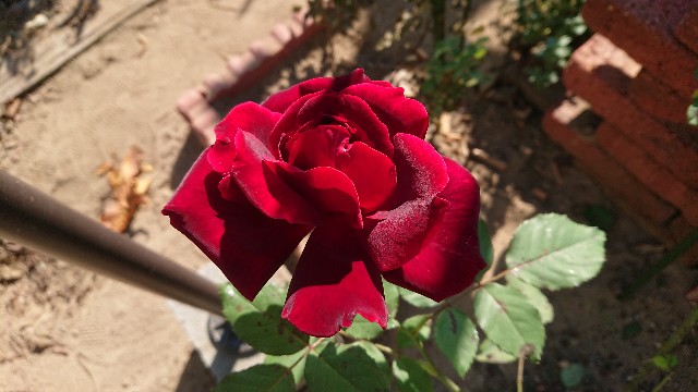 f:id:ninasimone:20201023224934j:image