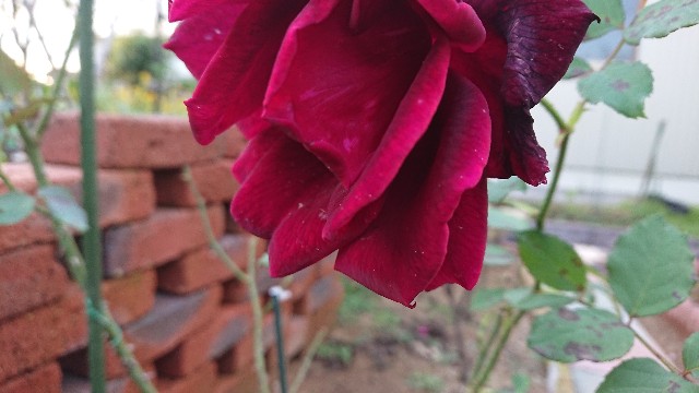 f:id:ninasimone:20201025175526j:image