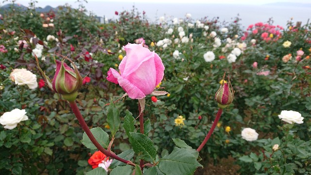 f:id:ninasimone:20201102200150j:image