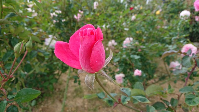 f:id:ninasimone:20201102200229j:image