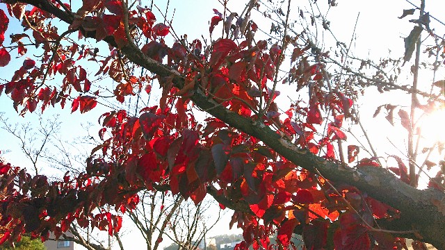 f:id:ninasimone:20201118174903j:image f:id:ninasimone:20201118174903j:image