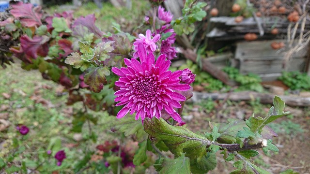 f:id:ninasimone:20201201203907j:image
