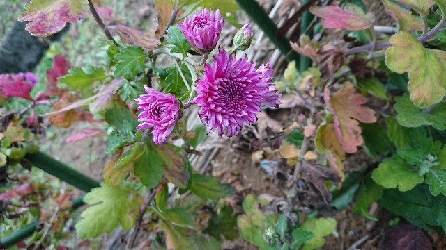 f:id:ninasimone:20201201203947j:image
