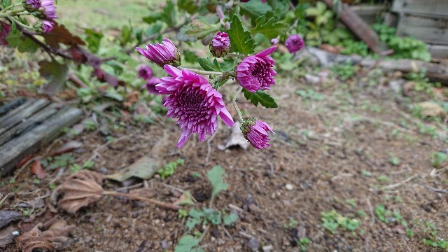 f:id:ninasimone:20201201204000j:image