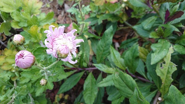 f:id:ninasimone:20201201204013j:image