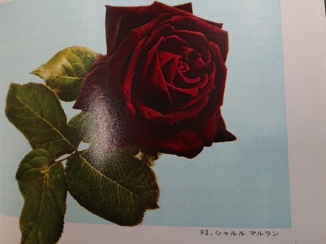 f:id:ninasimone:20210131223421j:image