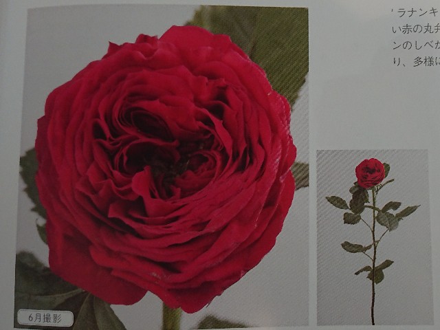 f:id:ninasimone:20210226111052j:image