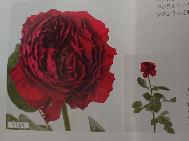 f:id:ninasimone:20210226111153j:image