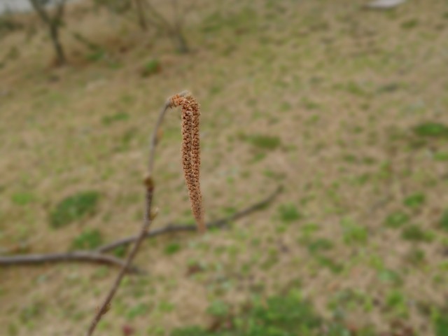 f:id:ninasimone:20210308215207j:image