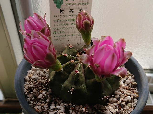 牡丹玉の花 この曲が心地よい 牡丹玉の花 この曲が心地よい