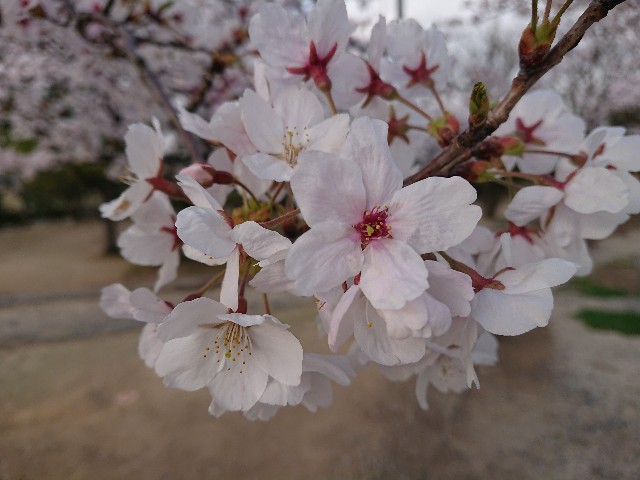 f:id:ninasimone:20210402172148j:image f:id:ninasimone:20210402172148j:image