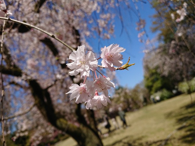 f:id:ninasimone:20210411143821j:image