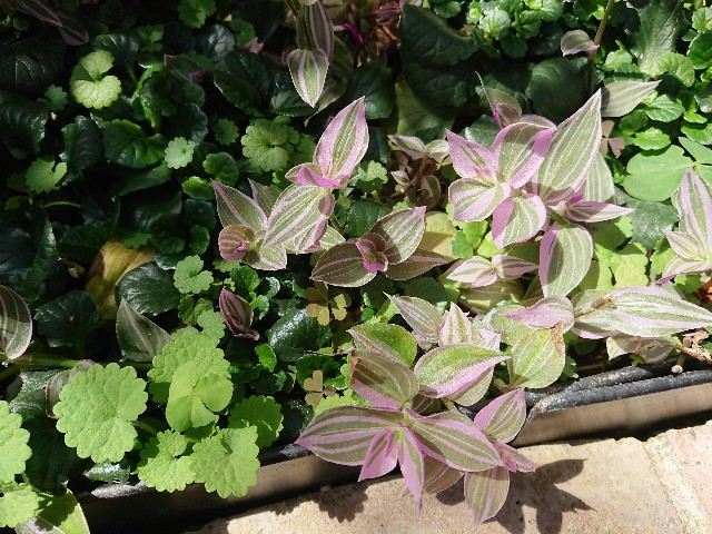 f:id:ninasimone:20210420224054j:image f:id:ninasimone:20210420224054j:image