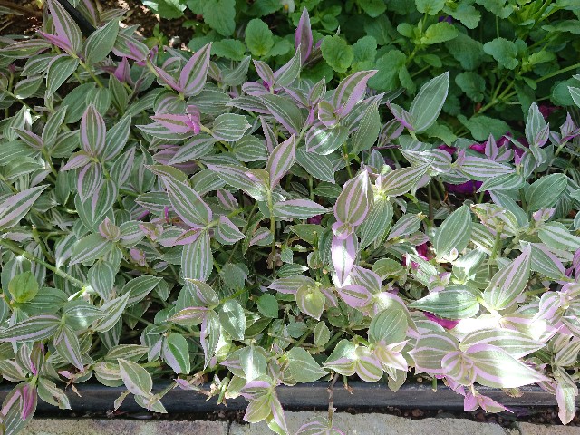 f:id:ninasimone:20210420224135j:image f:id:ninasimone:20210420224135j:image