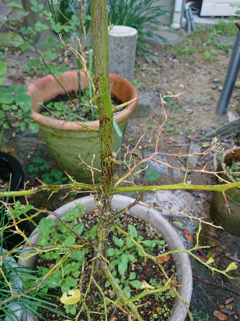 f:id:ninasimone:20210423123803j:image f:id:ninasimone:20210423123803j:image