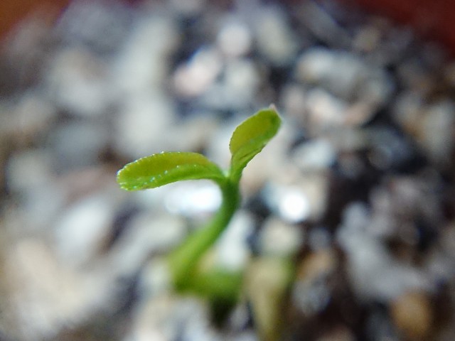 f:id:ninasimone:20210427184004j:image f:id:ninasimone:20210427184004j:image