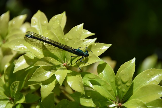 f:id:ninasimone:20210506140832j:image f:id:ninasimone:20210506140832j:image