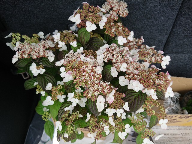 f:id:ninasimone:20210520151605j:image f:id:ninasimone:20210520151605j:image