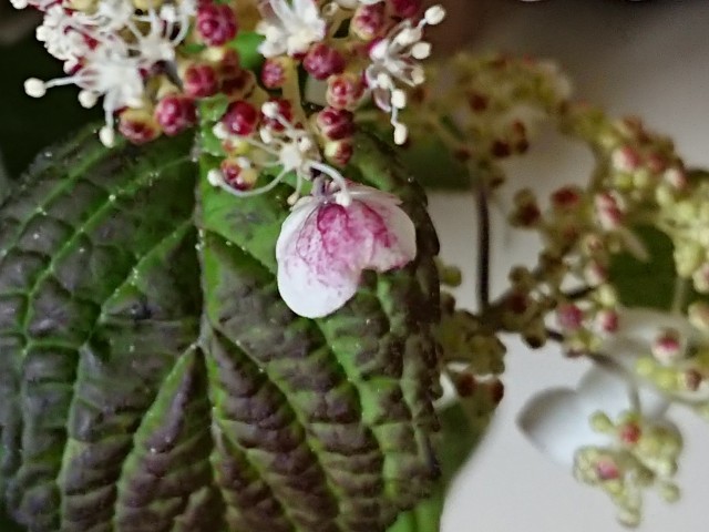 f:id:ninasimone:20210520201642j:image f:id:ninasimone:20210520201642j:image