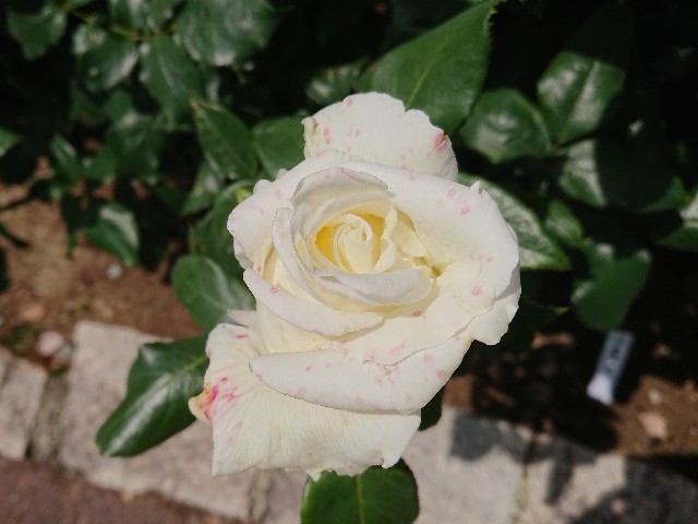 f:id:ninasimone:20210529063101j:image