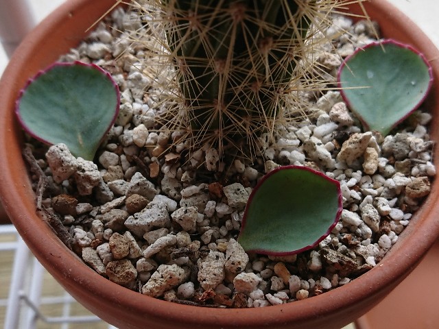 f:id:ninasimone:20210531165500j:image f:id:ninasimone:20210531165500j:image