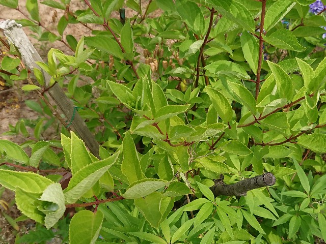 f:id:ninasimone:20210627125144j:image
