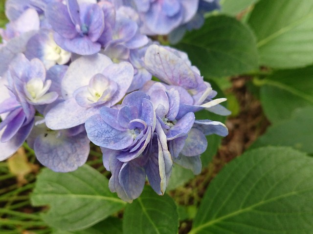 f:id:ninasimone:20210715174035j:image