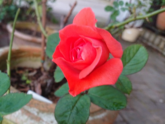 f:id:ninasimone:20210719184020j:image