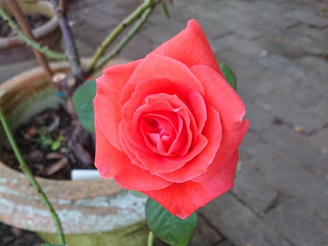 f:id:ninasimone:20210720063120j:image