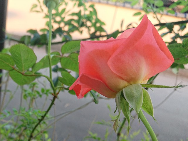 f:id:ninasimone:20210720063140j:image
