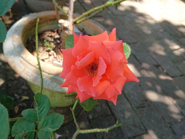 f:id:ninasimone:20210720211744j:image