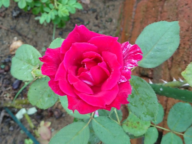 f:id:ninasimone:20210723083606j:image