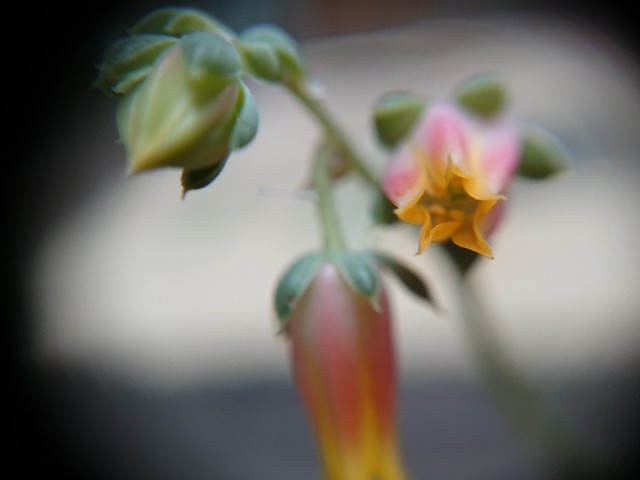 f:id:ninasimone:20210727182100j:image