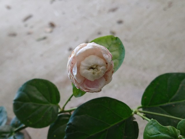 f:id:ninasimone:20210819062156j:image